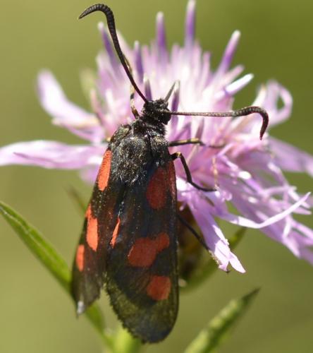 Zygaena sp.